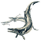 Basilosaurus