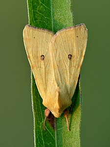 Cirrhia (Xanthia) icteritia - Keila