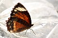 * Nomination Common Palmfly (Elymnias hypermnestra) --Anton 17 10:21, 5 March 2013 (UTC) * Decline Unsufficient sharpness / DoF, sorry --Poco a poco 19:15, 5 March 2013 (UTC)