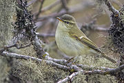 Chích xanh lục Phylloscopus trochiloides