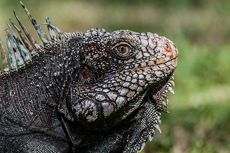 Iguana iguana (Green Iguana)