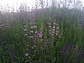 Plantes en fleurs dans une prairie, Ukraine.