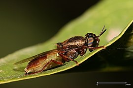 Soldierfly