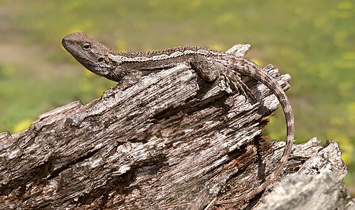 Amphibolurus muricatus (Jacky dragon)