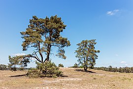 Deux pins sylvestres aux Pays-Bas.