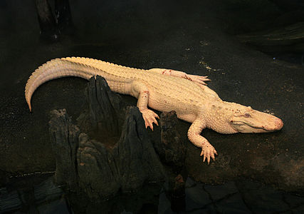 Alligator mississippiensis (American Alligator), albino