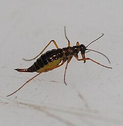 The snow scorpionfly Boreus hyemalis on snow