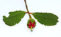 * Nomination: Bud of Mangrove Apple --Anton 17 04:14, 4 March 2013 (UTC) * * Review needed