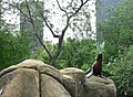 Seal at Central Park Zoo