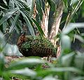 Female Congo Peafowl