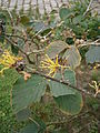 Hamamelis × intermedia 'Jelena' - seconde floraison en été