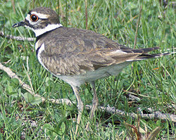 Charadrius vociferus