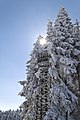 * Nomination Trees under snow in Oberhof, Germany --Ximeg 12:54, 18 March 2013 (UTC) * Promotion Good quality. --Ralf Roletschek 14:54, 18 March 2013 (UTC)