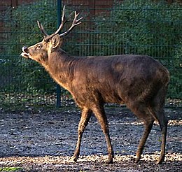 Flehmen-reakciós mocsári szarvas bika