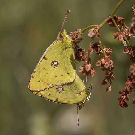 圖為交配中的紅點豆粉蝶（Colias croceus），攝於保加利亞的皮林國家公園。今天是保加利亞的統一日；保加利亞是在1885年統一的。