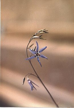 Conanthera bifolia (C.bifolia)