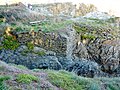 Stang Nabec : restes de murs construits à l'aplomb de la falaise par les goémoniers 4