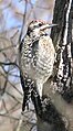 Molting juvenile female