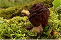 Giftlorchel (Gyromitra esculenta)