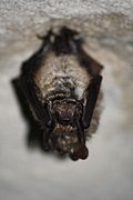 Liliac tricolor (Myotis emarginatus)