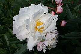 Paeonia lactiflora "James Kelway", semi-double flowered