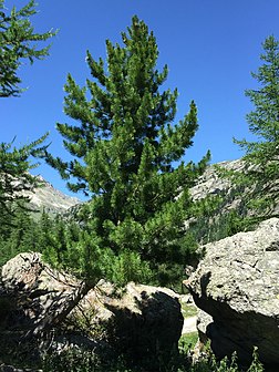 N’arola (Pinus cembra). (veré dèfenicion 2 448 × 3 264*)