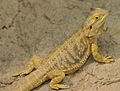 Bearded Dragon