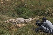 クロコダイルの（危険な）撮影