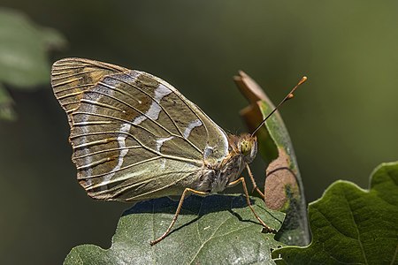 Cardinal (Argynnis pandora) female underside Dobruja