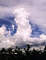 Cumulus congestus