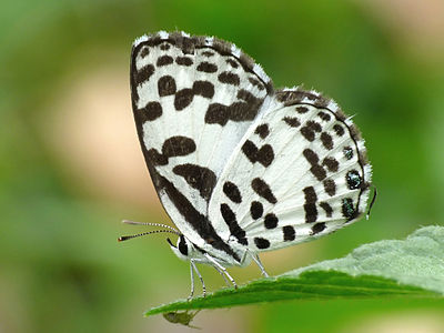 Castalius rosimon (Common Pierrot)