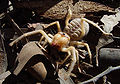 Galeodes, ek camel spider