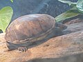 Central American mud turtle