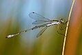 Lestes sponsa