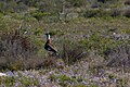 Otididae (Neotis ludwigii) en la Reserva De Hoop