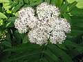 Ne gans litje Oard fon Kiddeboom (Sambucus ebulus) mäd Köike