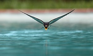 #3: A swallow (Hirundo rustica) drinking while flying over a swimming pool - Attribution: sanchezn (License: CC BY-SA 3.0)