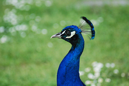 Head peacock