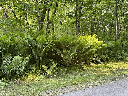 Matteuccia struthiopteris, Sainte-Anne-de-la-Pérade, Québec, Canada