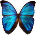 Morpho menelaus.png