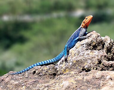 Agama agama (Common Agama)