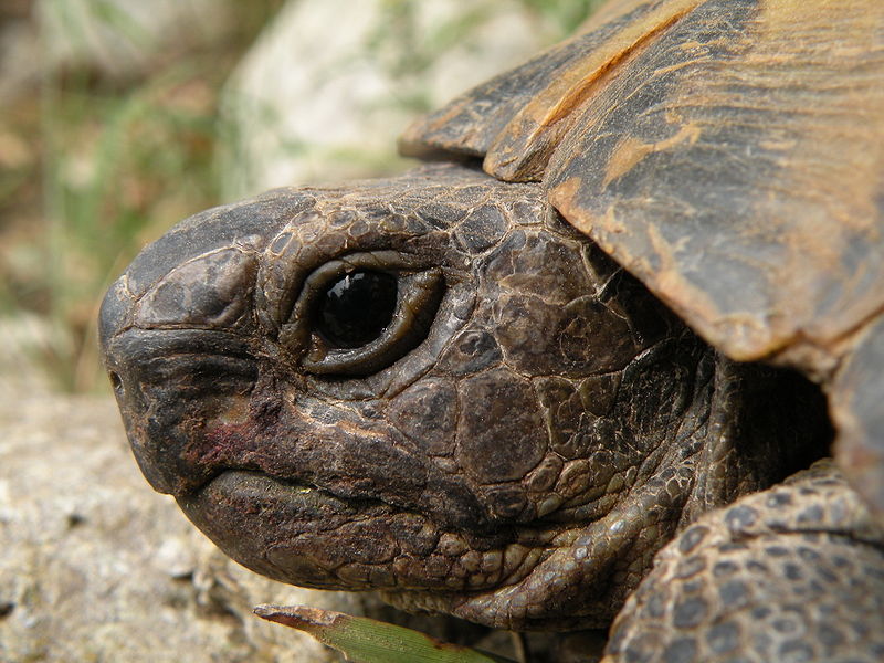 File:Tortoise portrait.JPG