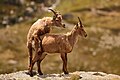 * Nomination Mating of Capra ibex in Gran Paradiso National Park, Italy --Yiyi 23:21, 19 September 2024 (UTC) * Promotion  Support Good quality. --Tagooty 00:48, 20 September 2024 (UTC)