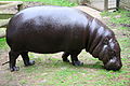 pygmy hippopotamus