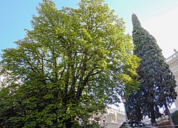 Ippocastano vetusto, Campidoglio, Roma.jpg