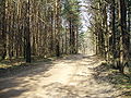 Pilėnai forest