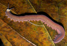 Un onichophore de la famille des Peripatidae