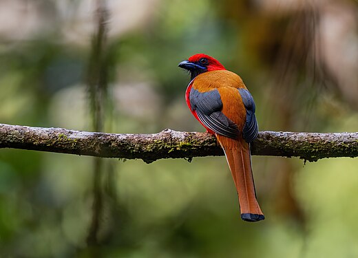 Whitehead's trogon, back view, by John Harrison