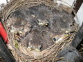 Amsel 10 Tage alt     blackbird 10 days old