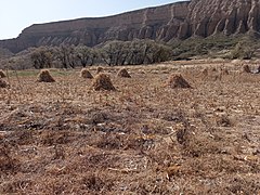 Arcos de maices -Yavi Chico